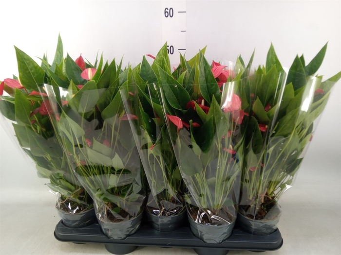<h4>Anthurium andr. 'Mill Flowers Red'</h4>