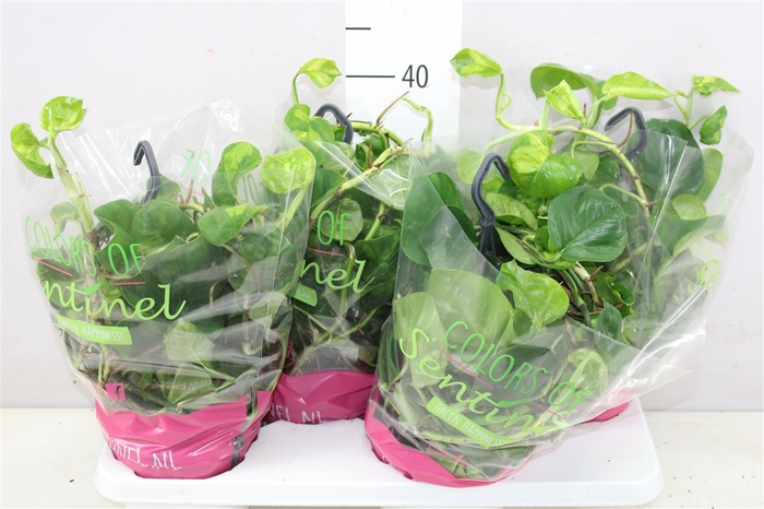 Epipremnum Global Green Hang