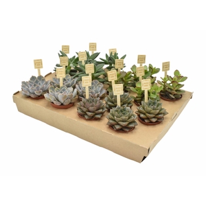 Succulenten gemengd 4 soorten