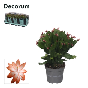 Schlumbergera - 9 cm - Orange (Christa) - Decorum