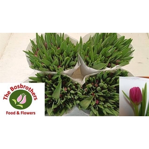 TU EN MARATHON CHAMP