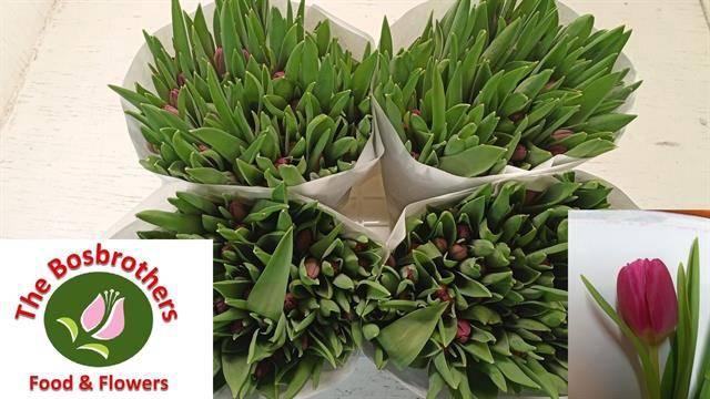 <h4>TU EN MARATHON CHAMP</h4>