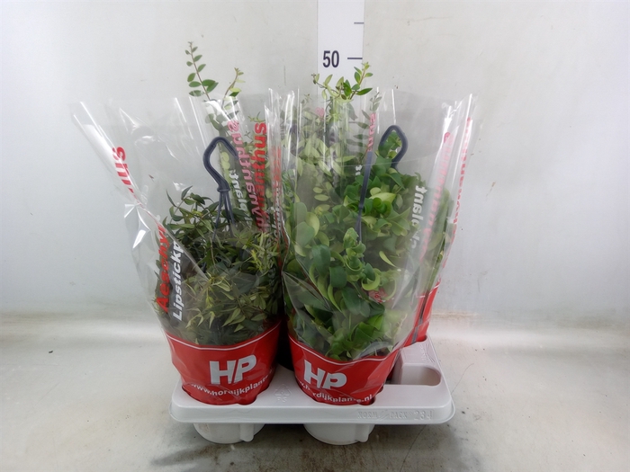 <h4>Aeschynanthus   ...</h4>