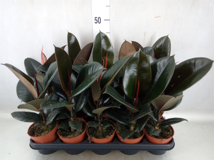 <h4>Ficus elastica 'Abidjan'</h4>