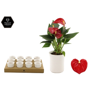 Anthurium 6 cm Micra in Furrow ceramics