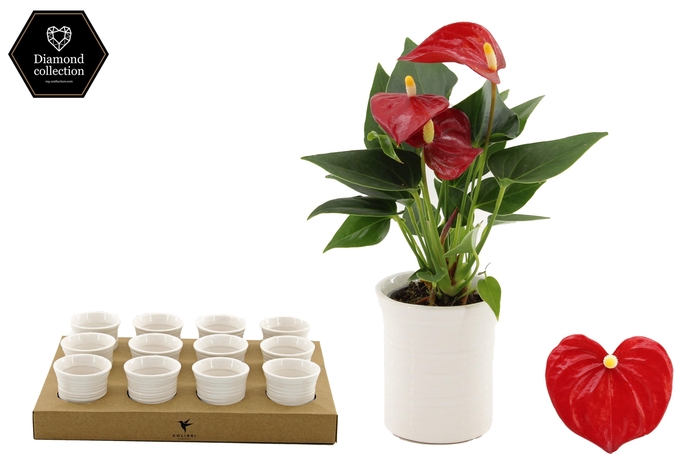 <h4>Anthurium 6 cm Micra in Furrow ceramics</h4>
