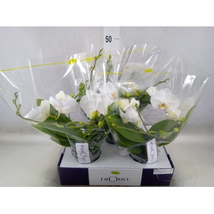Phalaenopsis   ...white