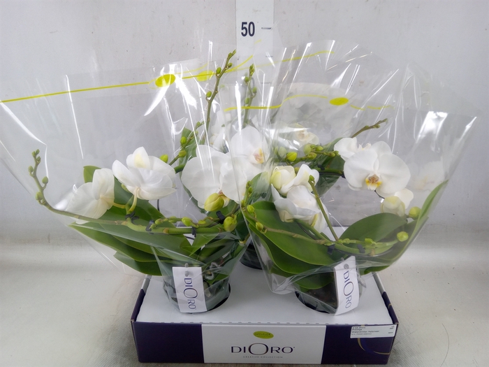 <h4>Phalaenopsis   ...white</h4>