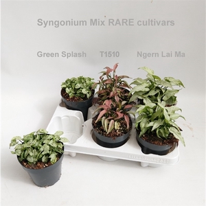 Syngonium Mix RARE cultivars 12cm