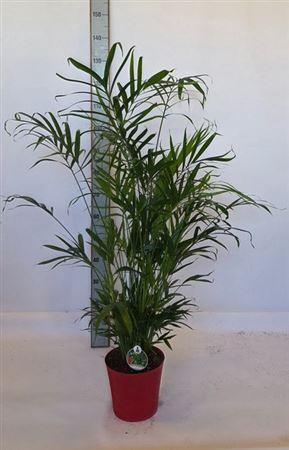 <h4>Chamaed Cataractarum</h4>