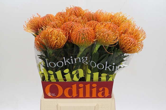 <h4>NUTANS AYOBA PEACH</h4>