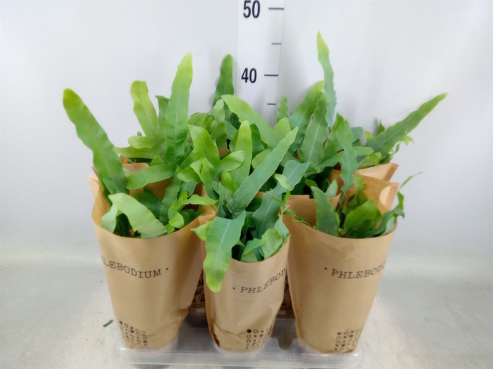 <h4>Phlebodium aureum 'Blue Star'</h4>