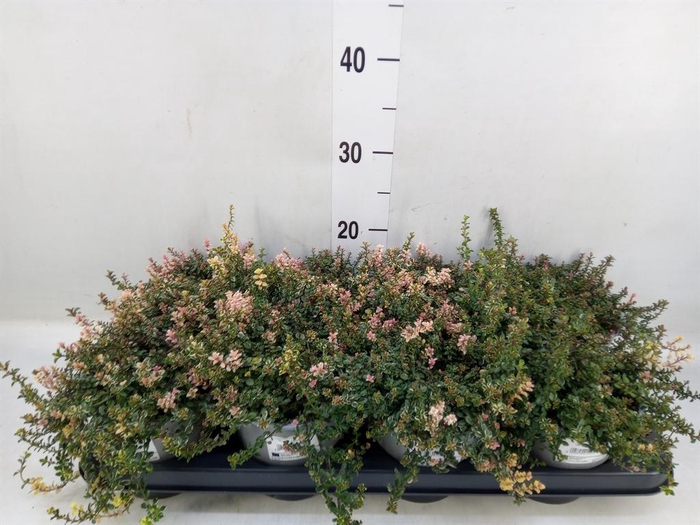 <h4>Thymus vulgaris</h4>