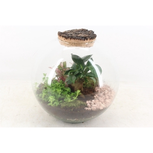 arr3 WR - Terrarium moon medium
