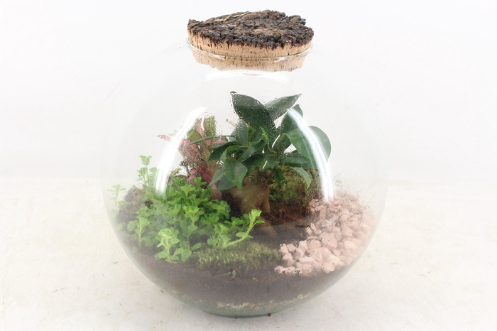<h4>arr3 WR - Terrarium moon medium</h4>
