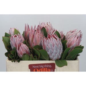 Protea Cynaroides