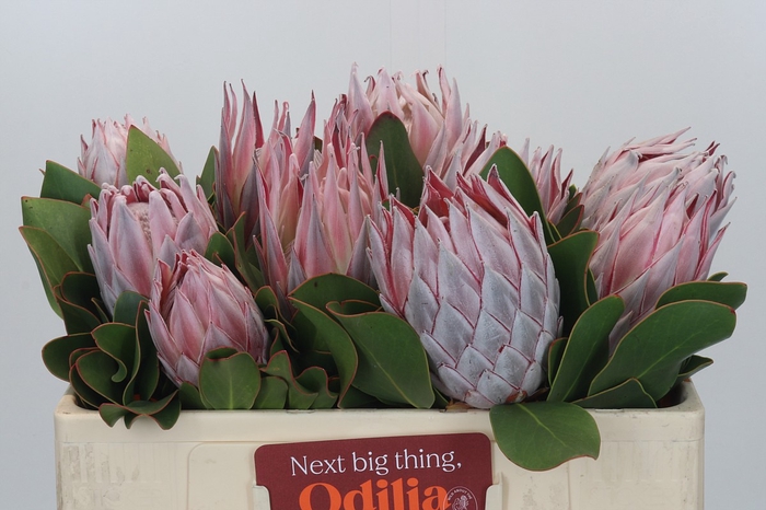 <h4>Protea Cynaroides</h4>