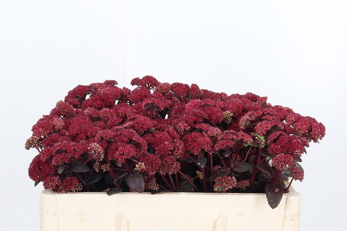<h4>Sedum Magical Lizzy</h4>