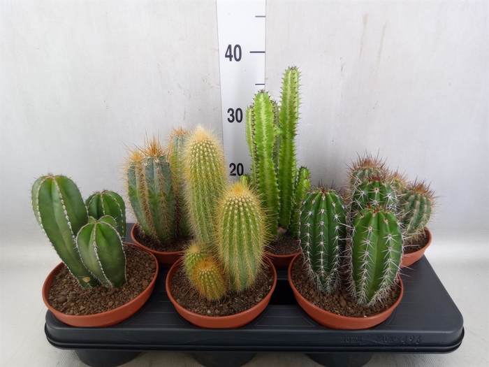 <h4>Cactus   ...</h4>