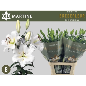 LI OT MARTINE 3+