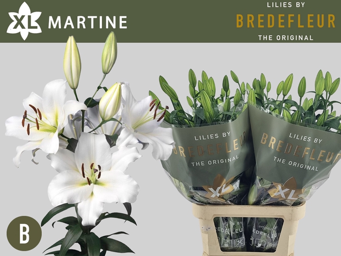 <h4>LI OT MARTINE 3+</h4>