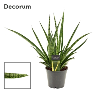 Sansevieria Silver Steel 14 cm (Decorum))