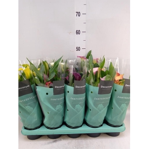 Zantedeschia   ...mix