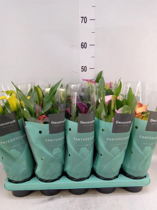 <h4>Zantedeschia   ...mix</h4>