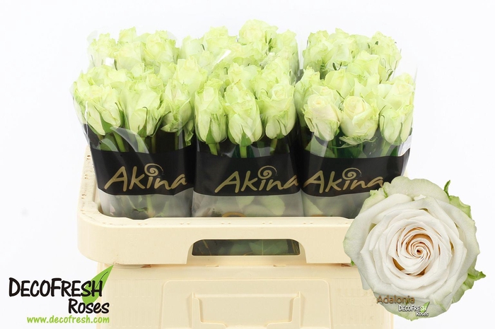 <h4>R Gr Adalonia</h4>