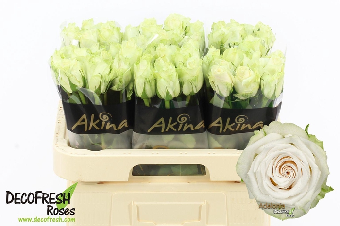 <h4>R Gr Adalonia</h4>