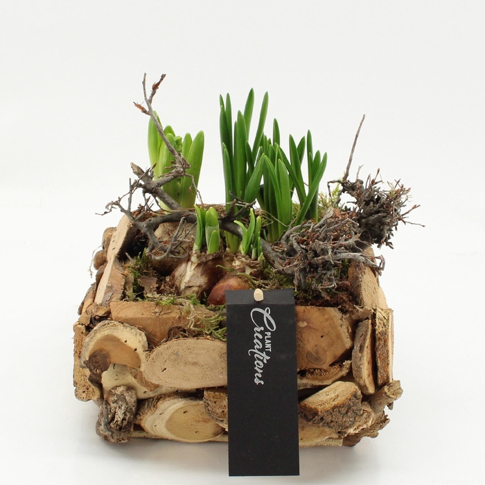 <h4>ARR BOL KNOLGEWAS</h4>