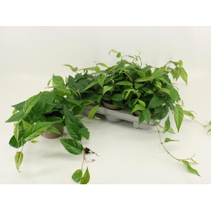 FICUS SAGITTATA