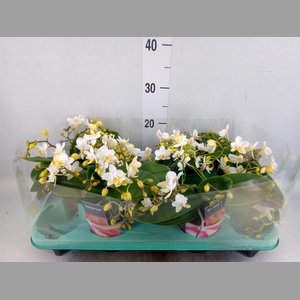 Phalaenopsis multi. 'Ant Nazare'