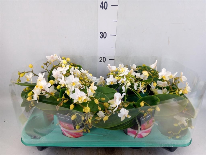 <h4>Phalaenopsis multi. 'Ant Nazare'</h4>
