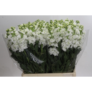 Matthiola Iron White