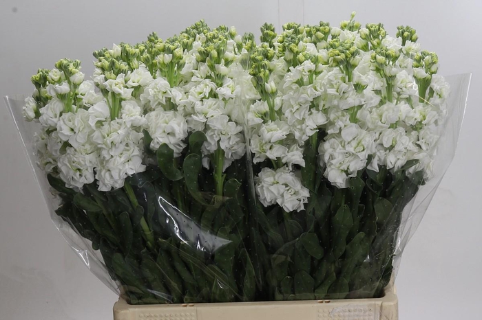 <h4>Matthiola Iron White</h4>