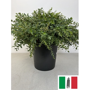 EUC PARVIFOLIA PER STEEL