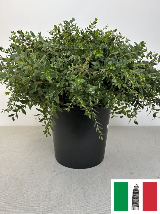 EUC PARVIFOLIA PER STEEL