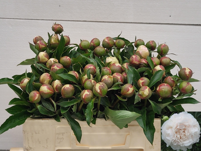 <h4>PAEO L ALERTIE</h4>