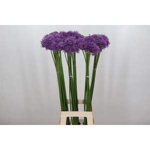 Allium Gladiator