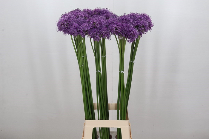 Allium Gladiator