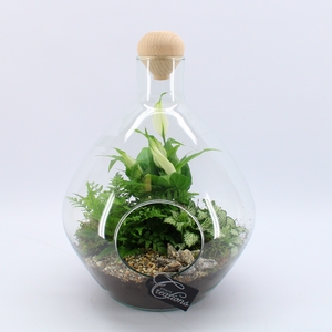 Opm GRCR-2545 Green Essentials Terrarium