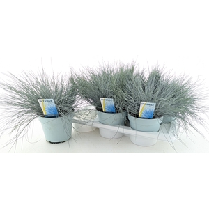 FEST GL INTENSE BLUE