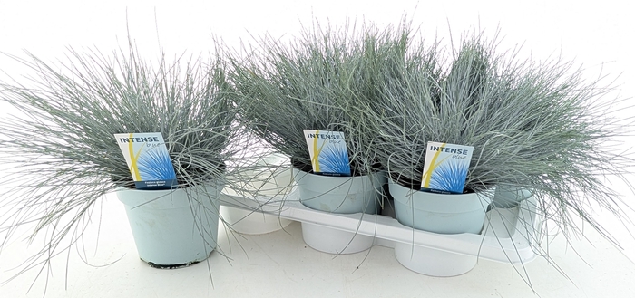 <h4>FEST GL INTENSE BLUE</h4>