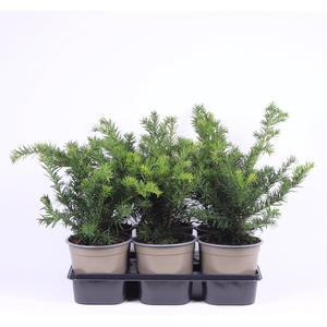 Taxus Baccata Repandens