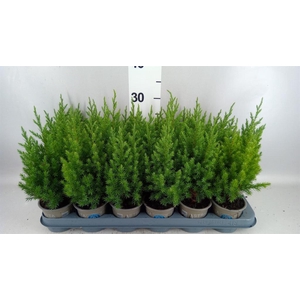 Juniperus chinensis 'Stricta'