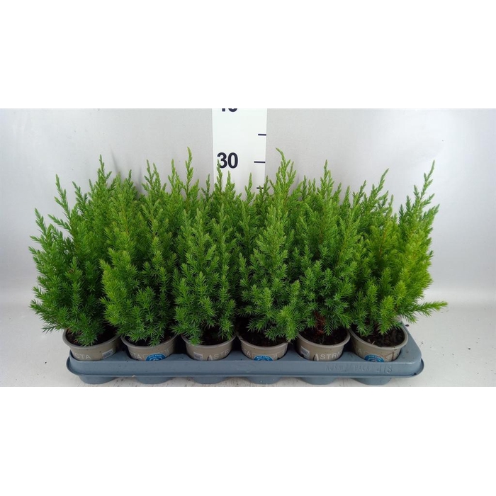 <h4>Juniperus chinensis 'Stricta'</h4>