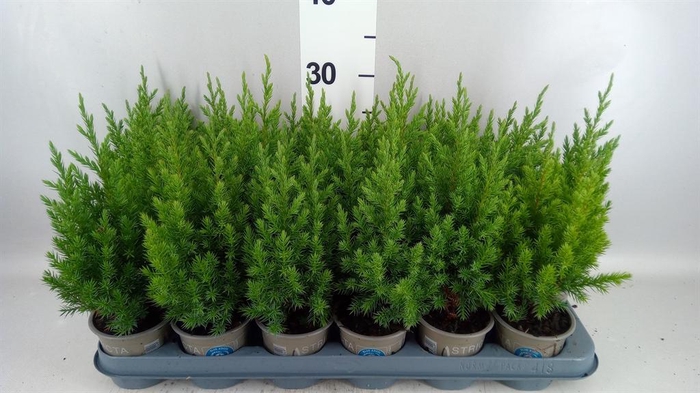 <h4>Juniperus chinensis 'Stricta'</h4>