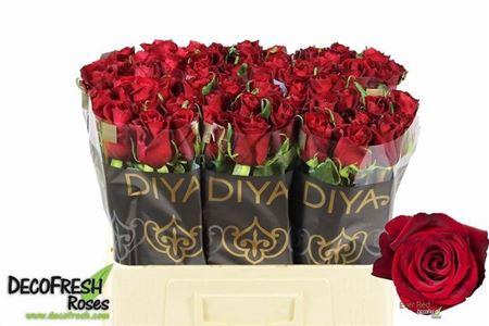 <h4>R Gr Ever Red</h4>