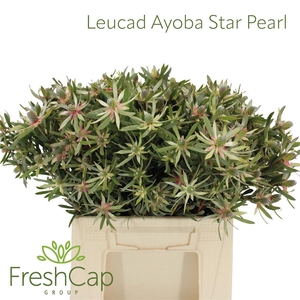 Leucad Ayoba Star Pearl